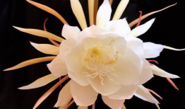 昙花一现的视频,瞬间绽放的美丽瞬间